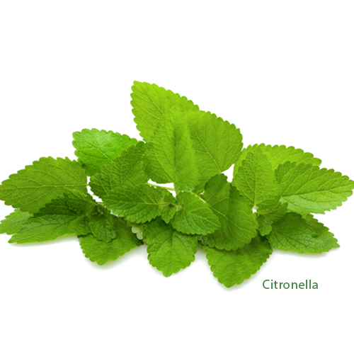 citronella etherische olie