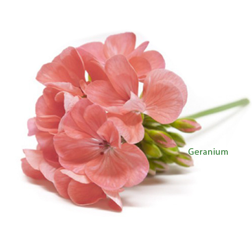 geranium etherische olie