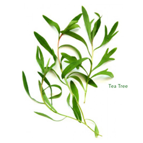 Tea Tree etherische olie