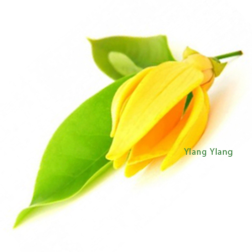 Ylang Ylang etherische olie