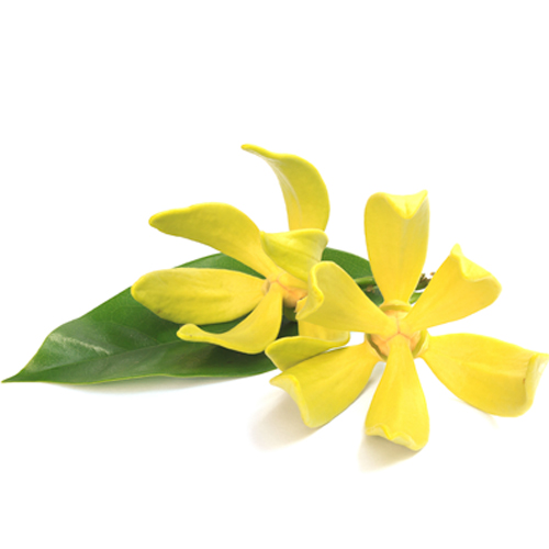 Ylang Ylang geurolie