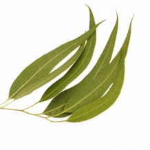 eucalyptus geurolie