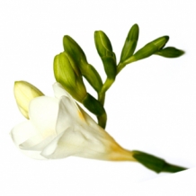 images/productimages/small/fresia1.jpg
