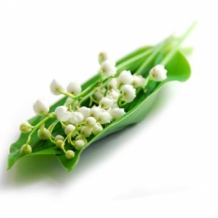 images/productimages/small/lelietjevandalen1.jpg