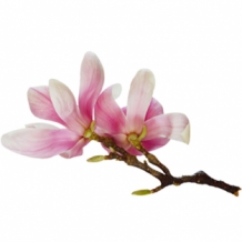 images/productimages/small/magnolia_geurolie1.jpg