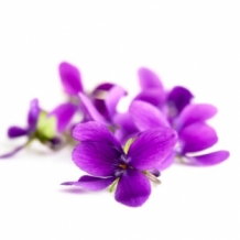 images/productimages/small/viooltjesmusk_geurolie1.jpg