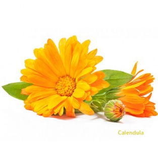 Calendula olie