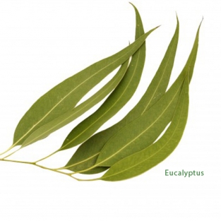 eucalyptus etherische olie