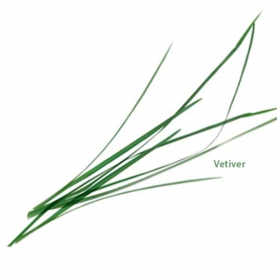 Vetiver etherische olie